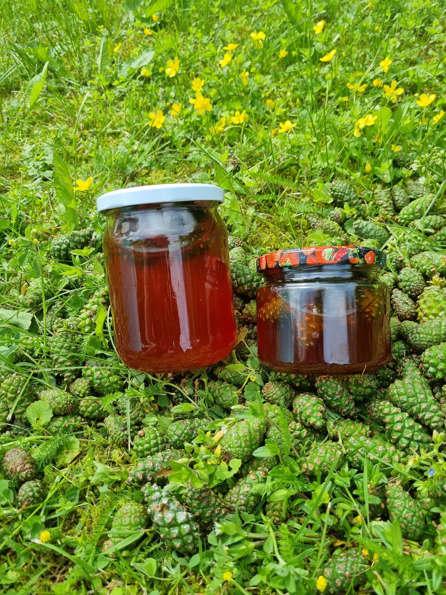 Pušų konkorėžių sirupas