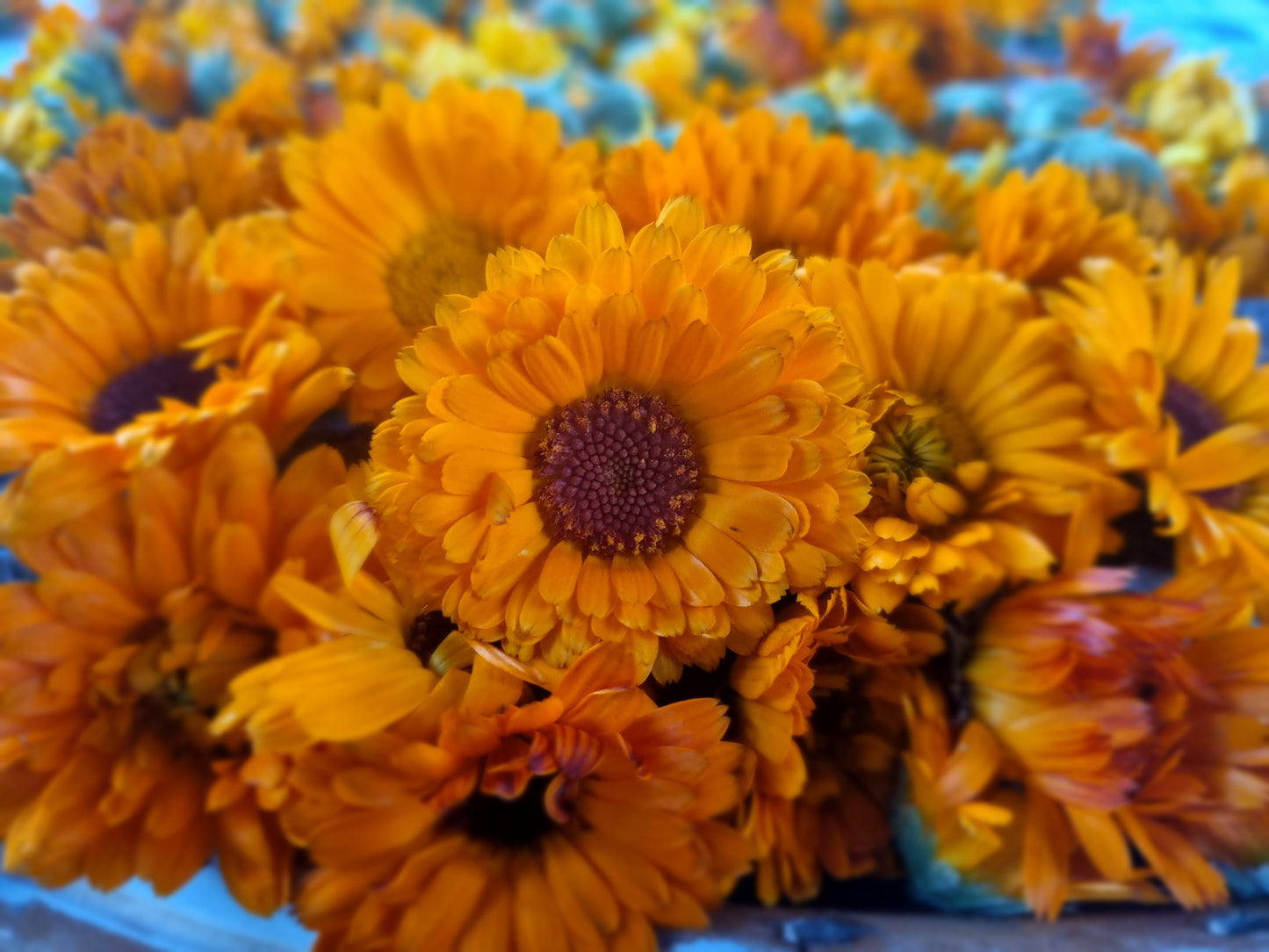 Herbal tea "CALENDULA"