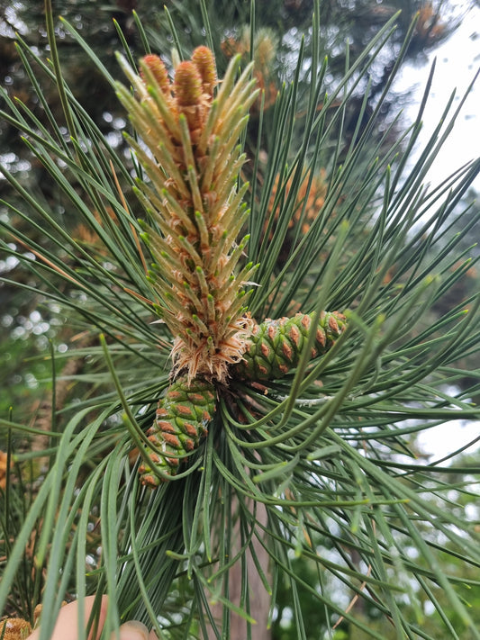 PINE CONE syrup