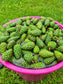 PINE CONE syrup