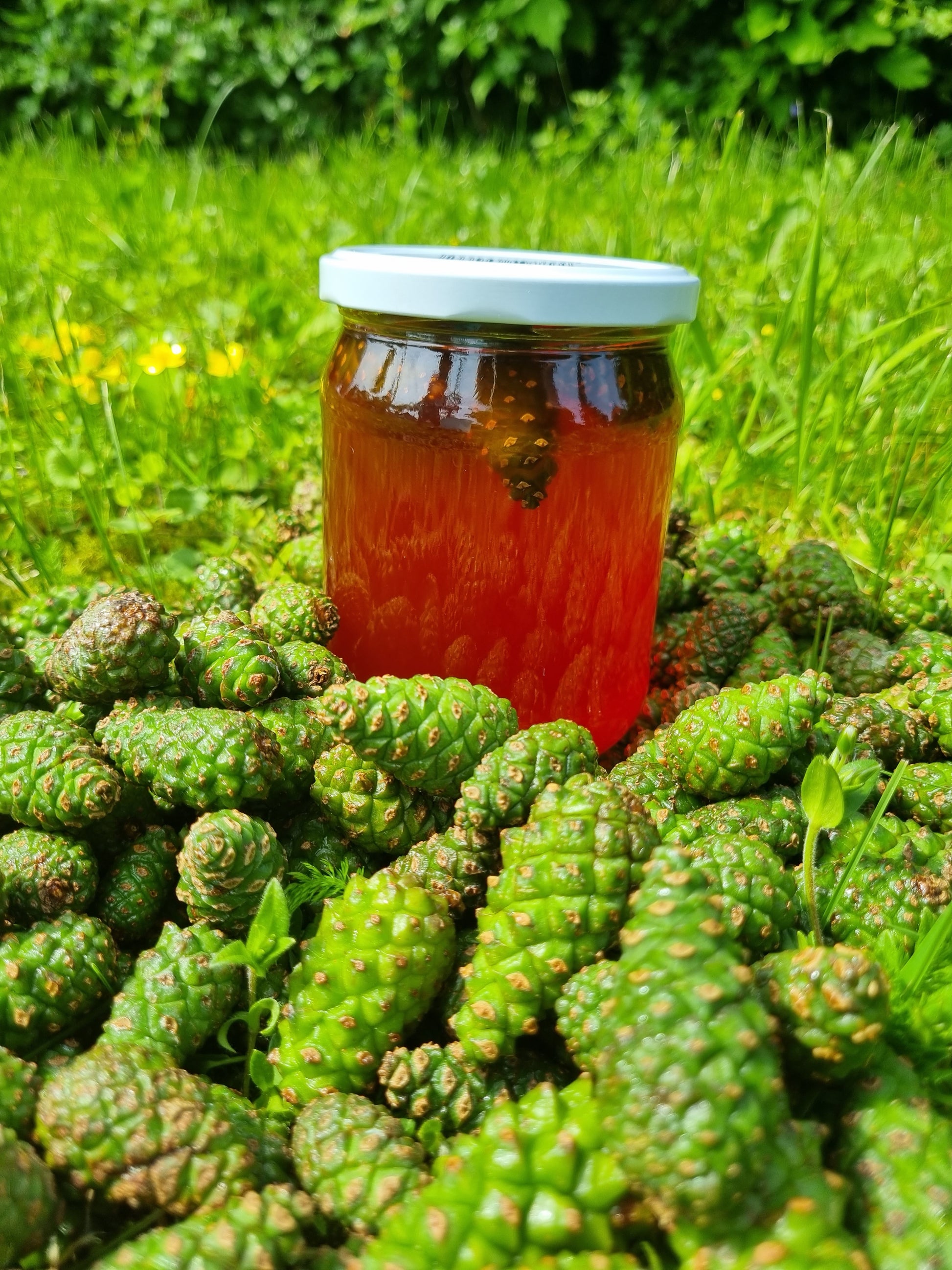 PINE CONE syrup – jaromihouse