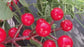 Spices gifts "KITCHEN SECRETS"