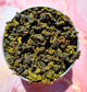 OOLONG Tea "MILKY OOLONG"